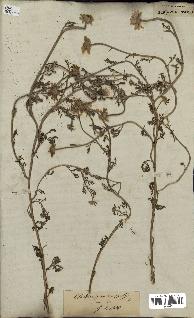 spécimen de Anthemis arvensis