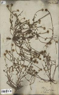 spécimen de Anthemis arvensis