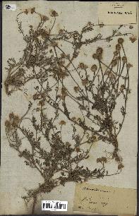 spécimen de Anthemis arvensis