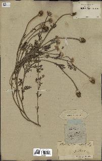 spécimen de Anthemis arvensis