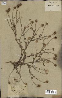 spécimen de Anthemis arvensis