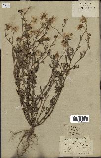 spécimen de Anthemis arvensis