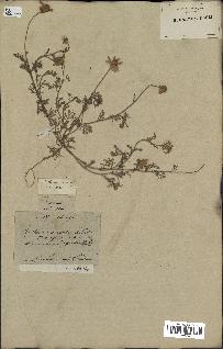 spécimen de Anthemis arvensis