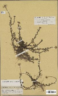 spécimen de Anthemis arvensis