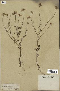 spécimen de Anthemis arvensis