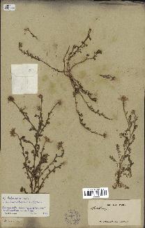 spécimen de Anthemis arvensis