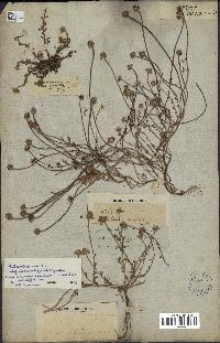 spécimen de Anthemis arvensis