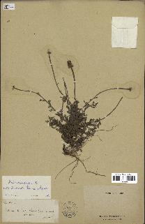 spécimen de Anthemis arvensis
