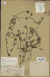 spécimen de Anthemis arvensis