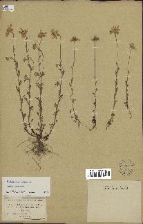 spécimen de Anthemis arvensis