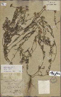 spécimen de Anthemis arvensis