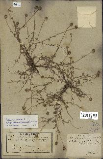 spécimen de Anthemis arvensis