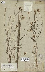 spécimen de Anthemis arvensis