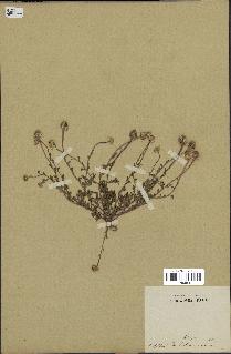 spécimen de Anthemis arvensis