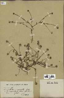 spécimen de Anthemis arvensis