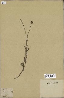 spécimen de Anthemis arvensis