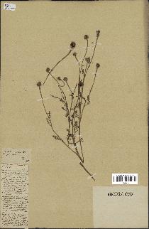 spécimen de Anthemis arvensis