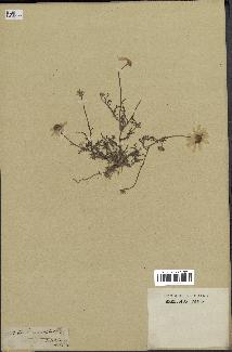 spécimen de Anthemis arvensis