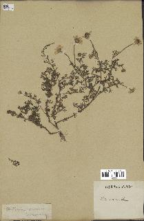 spécimen de Anthemis arvensis
