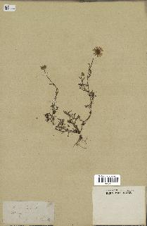 spécimen de Anthemis arvensis