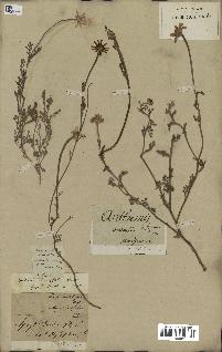 spécimen de Anthemis arvensis