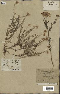 spécimen de Anthemis arvensis