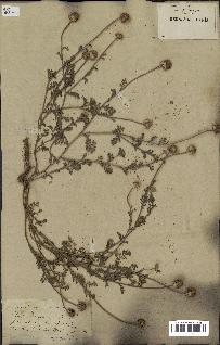 spécimen de Anthemis arvensis