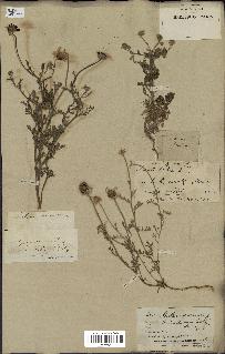 spécimen de Anthemis arvensis