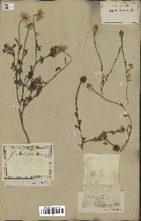 spécimen de Anthemis arvensis