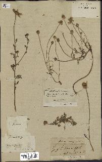 spécimen de Anthemis arvensis