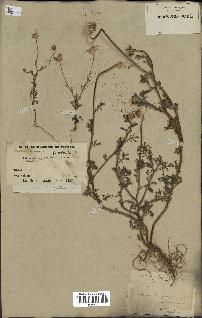 spécimen de Anthemis arvensis