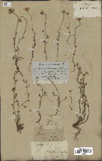 spécimen de Anthemis arvensis