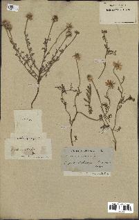 spécimen de Anthemis arvensis