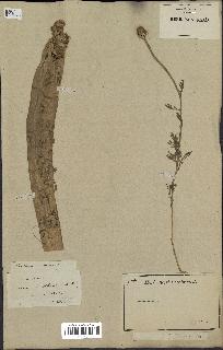 spécimen de Anthemis arvensis
