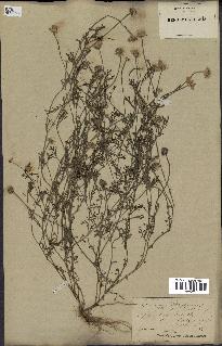 spécimen de Anthemis arvensis