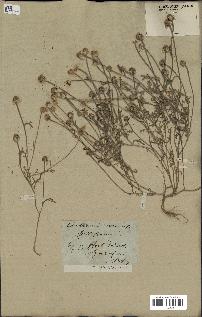 spécimen de Anthemis arvensis