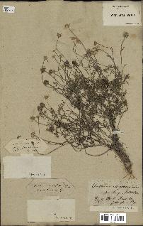 spécimen de Anthemis arvensis