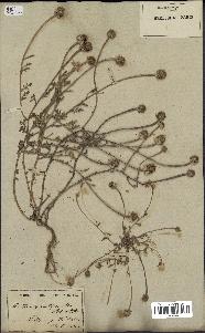 spécimen de Anthemis arvensis