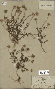 spécimen de Anthemis arvensis