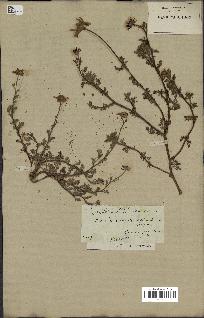 spécimen de Anthemis arvensis