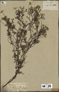 spécimen de Anthemis arvensis