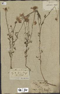 spécimen de Anthemis arvensis