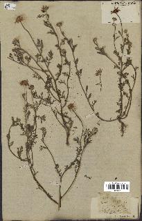 spécimen de Anthemis arvensis