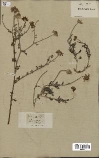 spécimen de Anthemis arvensis