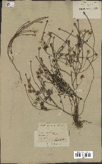 spécimen de Anthemis arvensis
