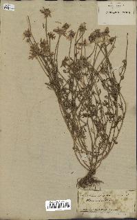 spécimen de Anthemis arvensis
