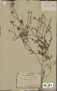 spécimen de Anthemis arvensis