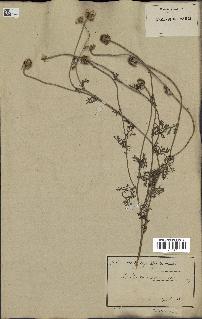 spécimen de Anthemis arvensis
