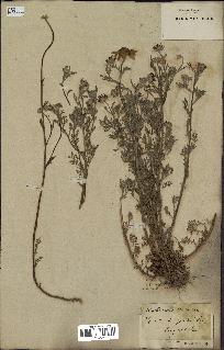 spécimen de Anthemis arvensis