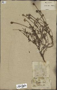 spécimen de Anthemis arvensis